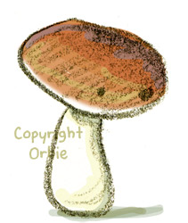 champignon01