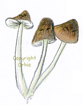 champignons02